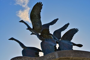 The geese of the Catalpa Memorial