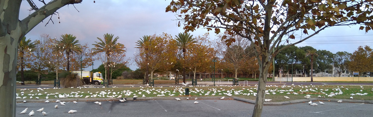 A flock of corellas feeding on trees and lawn in a City park.