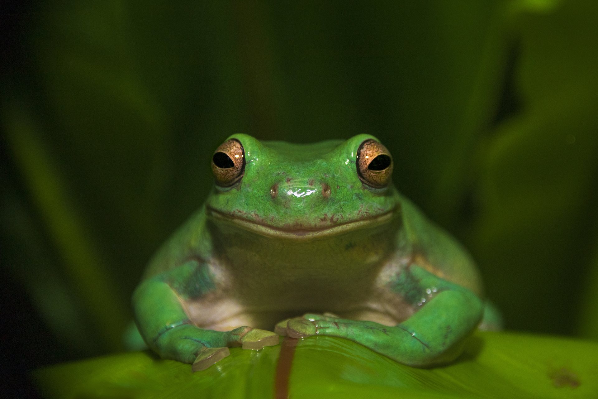 Close up photograph of green frog.