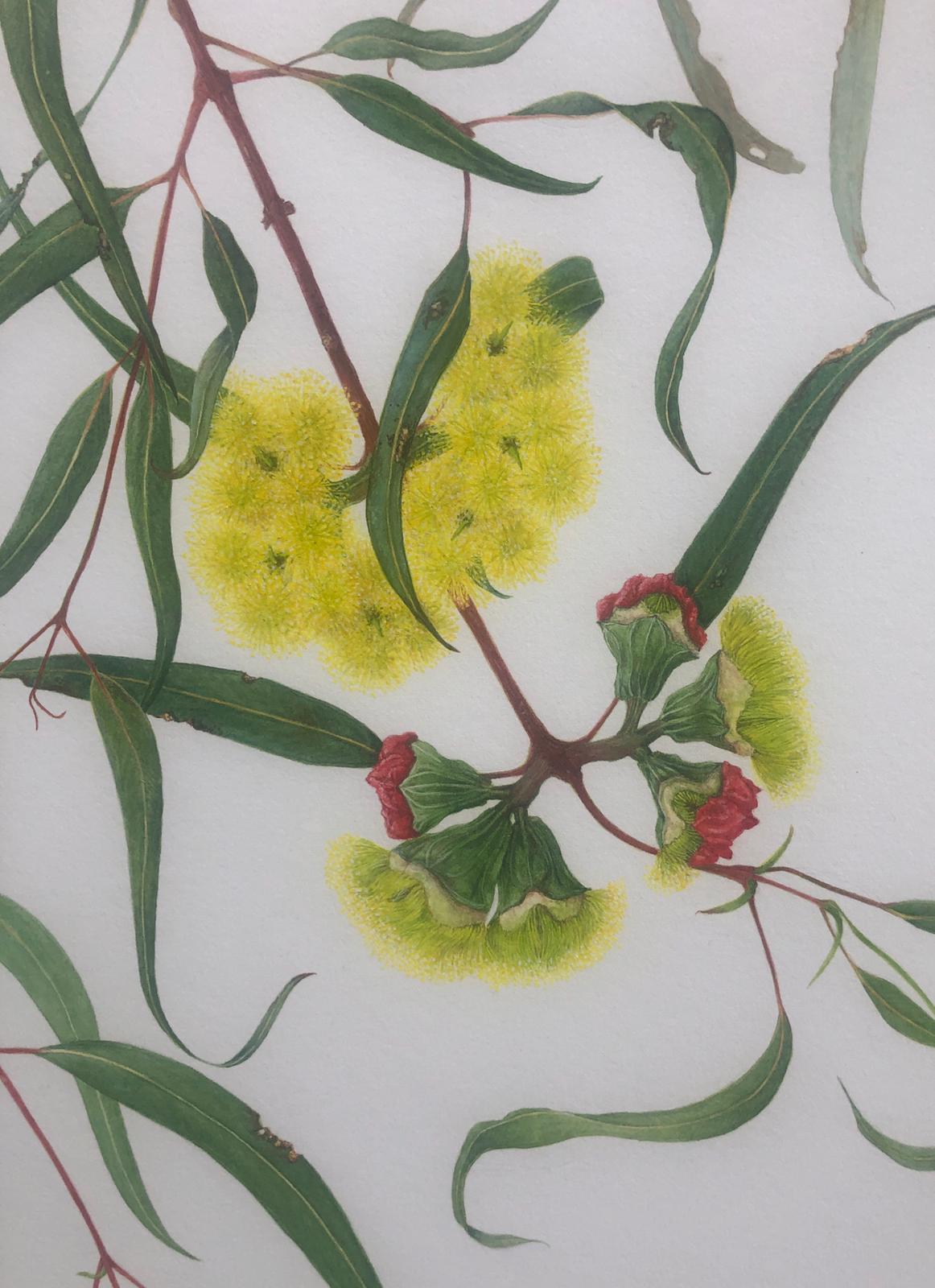 Painting of eucalyptus tree branch with yellow flowers.