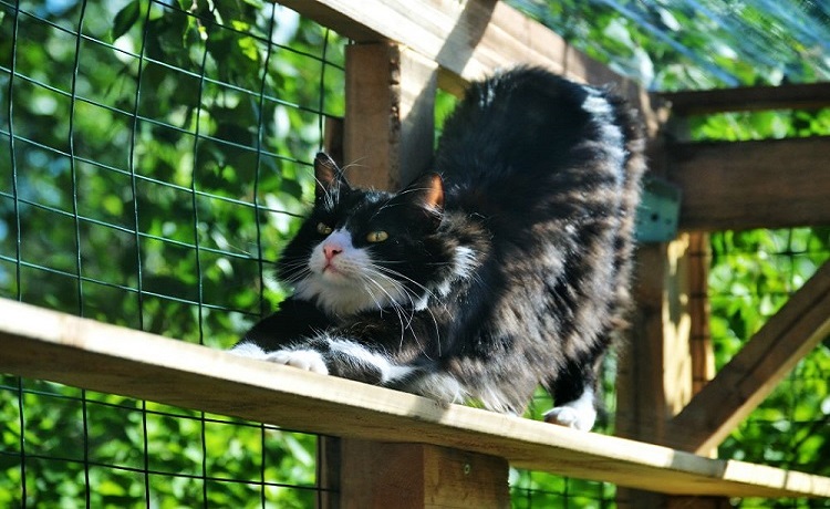 Black and white cat stretching in an outdoor catio
