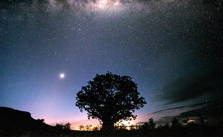 The milky way and stars in the night sky with a tree in the background