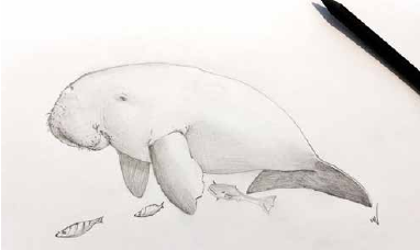 Black and white sketch of a dugong.