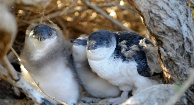 Three Little Penguin Fledglings on Penguin Island