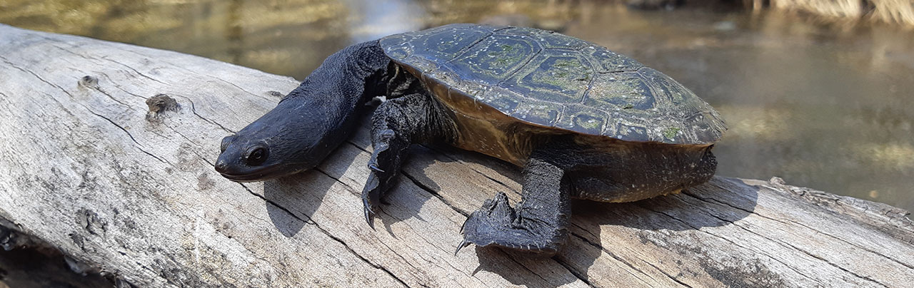 Snake-necked turtle on a log.