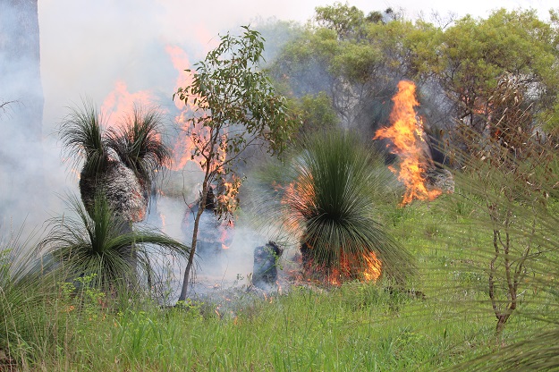 photo of burning grass tree