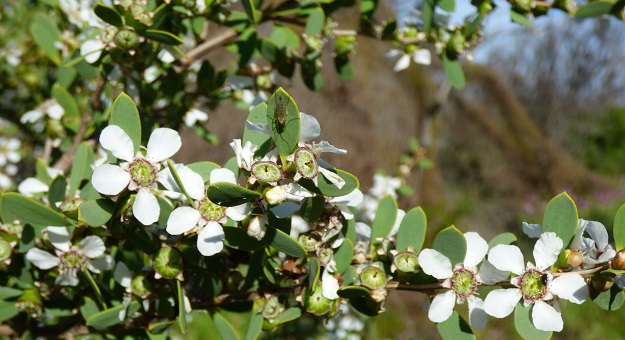 Coastal Tea Tree Flower
