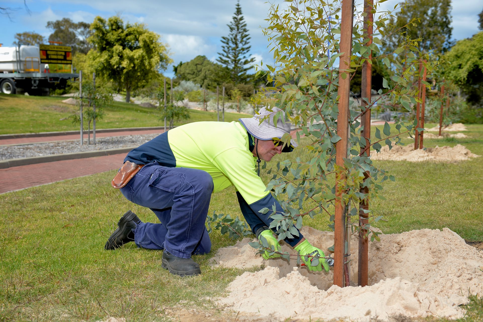 Trees - City of Rockingham