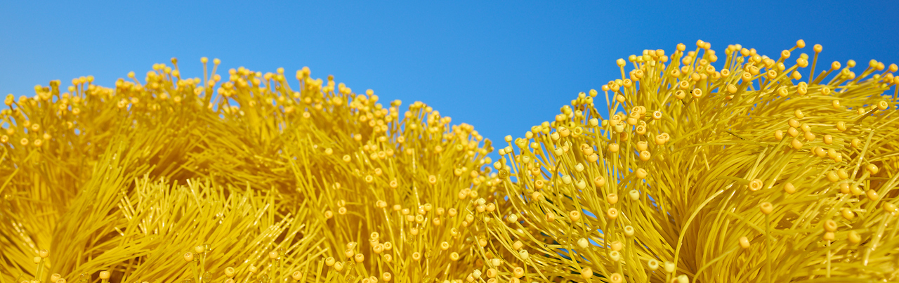 Close-up of a bright yellow sculpture resembling a pincushion protea, made from recycled street sweeper brushes, fan blades, and steel tubing.
