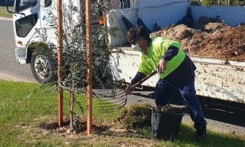 City worker planting a tree on the street. 