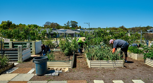 Volunteering at the Baldivis Community Garden