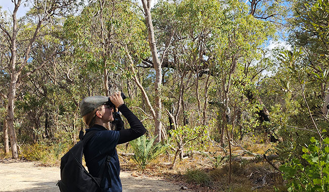 Person birdwatching in bushland.