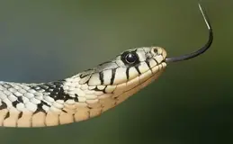 a snake with its tongue out