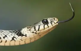 a snake with its tongue out