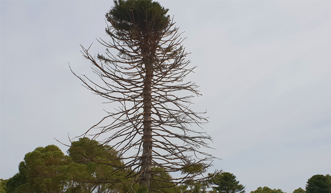 corella-damaged-tree.jpg