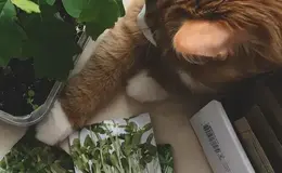 a cat lying on the floor