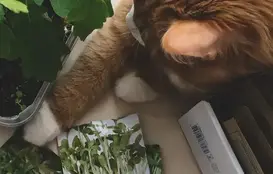 a cat lying on the floor