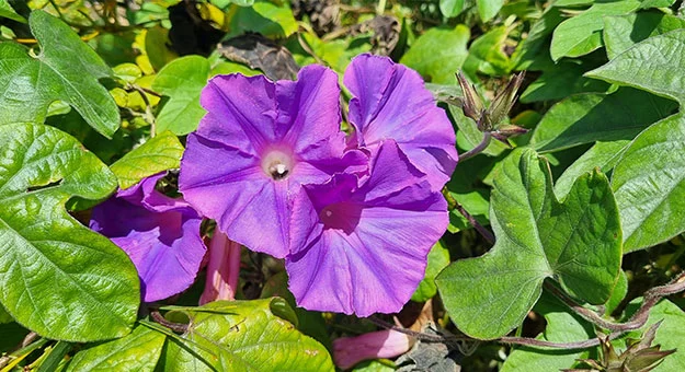 Morning Glory Ipomoea indica bright purple trumpet shaped flower