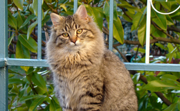 a cat sitting on a fence