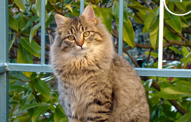 a cat sitting on a fence
