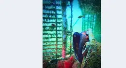 a fish in a cage