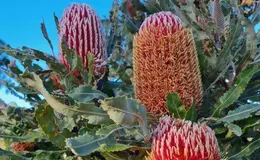 a close up of a plant