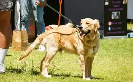 Dog on lead at an outdoor event