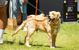 Dog on lead at an outdoor event