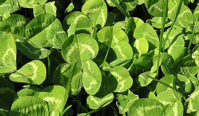 green leafy weeds