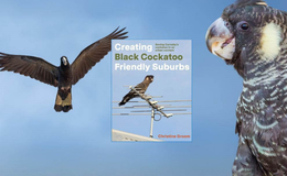 a bird flying next to a bird