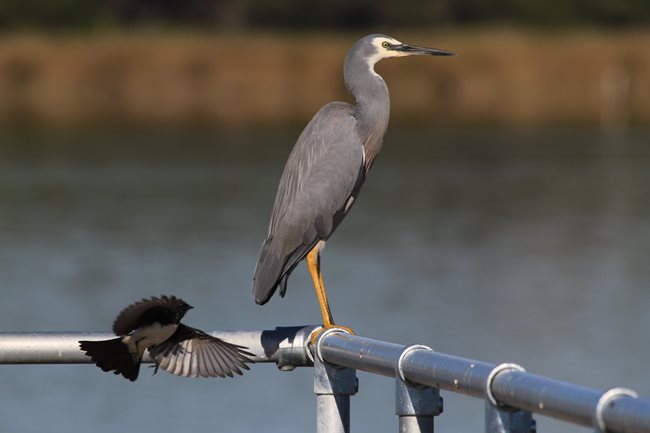 White faced Heron Willy Wagtail. <span class="sr-only">opens in a new window</span> <span class="sr-only">opens in a new window</span> <span class="sr-only">opens in a new window</span> <span class="sr-only">opens in a new window</span> <span class="sr-only">opens in a new window</span> <span class="sr-only">opens in a new window</span> <span class="sr-only">opens in a new window</span> <span class="sr-only">opens in a new window</span>