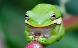 a green frog on a branch