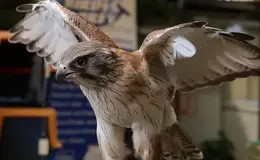 a bird with wings spread