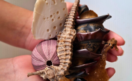 a hand holding a variety of sea creatures