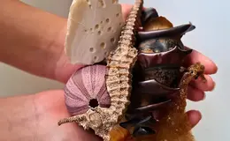 a hand holding a variety of sea creatures