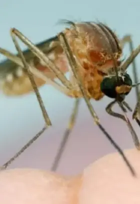 Pest-control.jpg