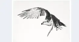 a drawing of a bird flying