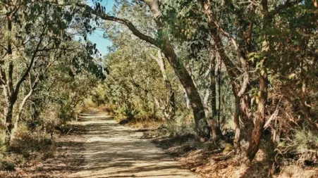 a dirt road through a forest