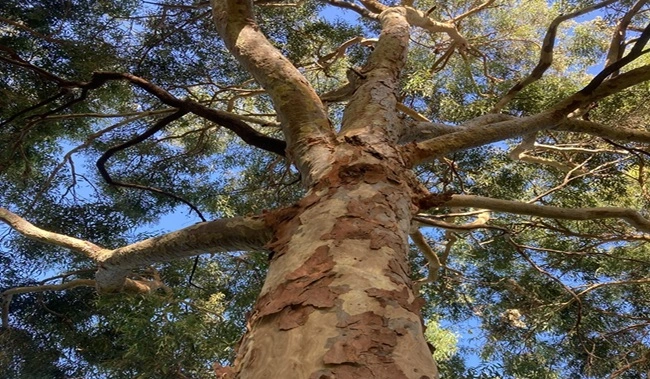 a tree with many branches