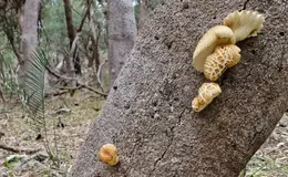 a tree trunk with mushrooms growing on it