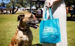 a dog looking at a bag