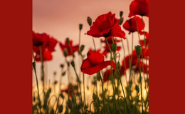 Poppys 