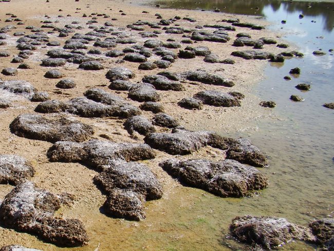 Thrombolites at Lake Richmond.