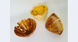 a group of shells with lace