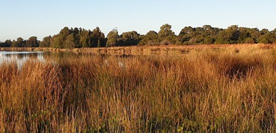 Lake Richmond sedgeland