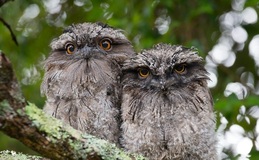 two owls on a tree branch