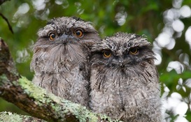 two owls on a tree branch