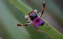 a close up of a bug