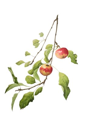 Watercolour painting of apples