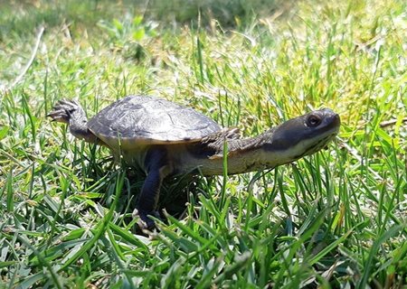 Southwestern snake-necked turtle in the grass